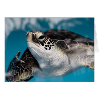 Baby Zee Turtle