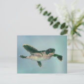 Baby Zee Turtle Briefkaart (Staand voorkant)