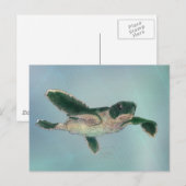 Baby Zee Turtle Briefkaart (Voorkant / Achterkant)