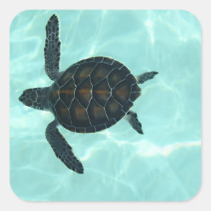 Baby Zee Turtle Sticker