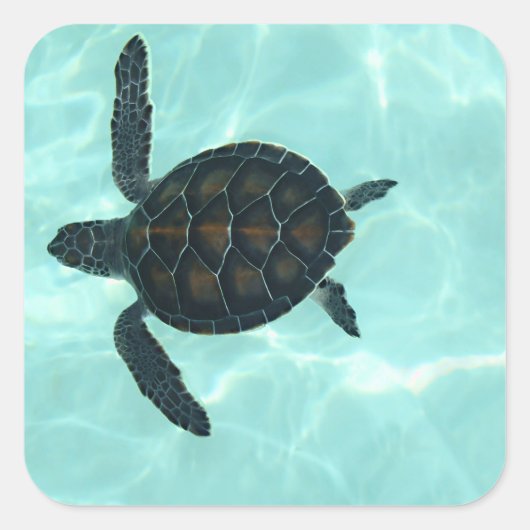 Baby Zee Turtle Sticker (Voorkant)