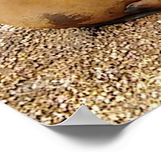 Baby-Zeeen Poster (Hoek)