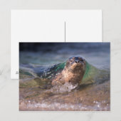 Baby zeehond briefkaart (Voorkant / Achterkant)