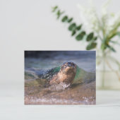 Baby zeehond briefkaart (Staand voorkant)