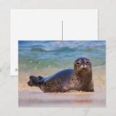 Baby zeehond in het water briefkaart (Voorkant / Achterkant)