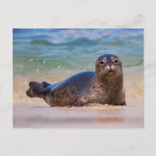 Baby zeehond in het water briefkaart (Voorkant)