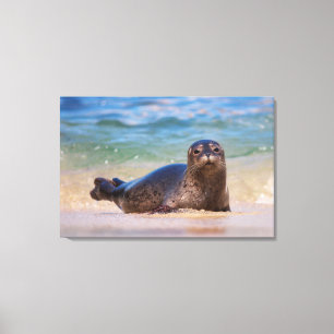 Baby zeehond in het water canvas afdruk