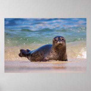 Baby zeehond in het water poster