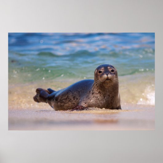 Baby zeehond in het water poster (Voorkant)