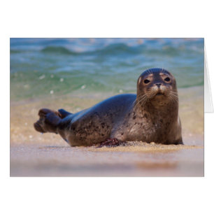 Baby zeehond in water