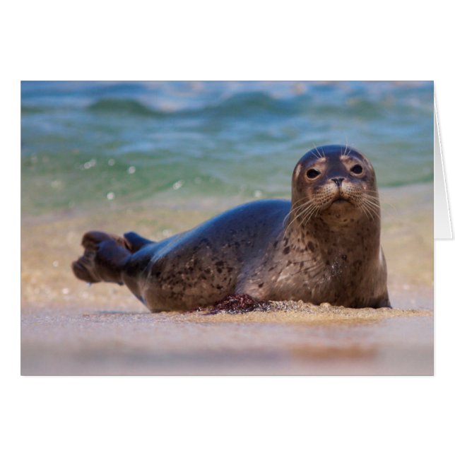 Baby zeehond in water (Voorkant Horizontaal)