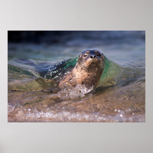 Baby zeehond poster (Voorkant)