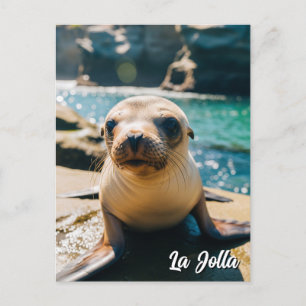 Baby Zeeleeuw La Jolla California Ansichtkaart Briefkaart