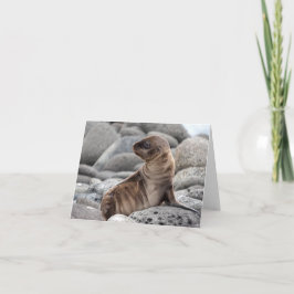 Baby Zeeleeuw Wenskaart Kaart