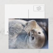 Baby zegel briefkaart (Voorkant / Achterkant)