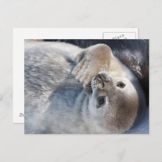 Baby zegel briefkaart (Voorkant / Achterkant)