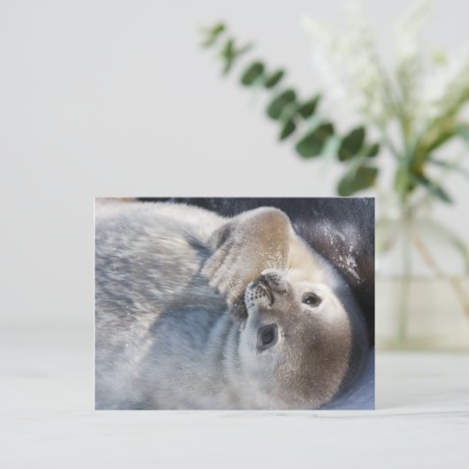 Baby zegel briefkaart (Staand voorkant)