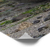 Baby zegel op strand poster (Hoek)