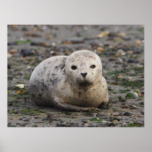 Baby zegel op strand poster