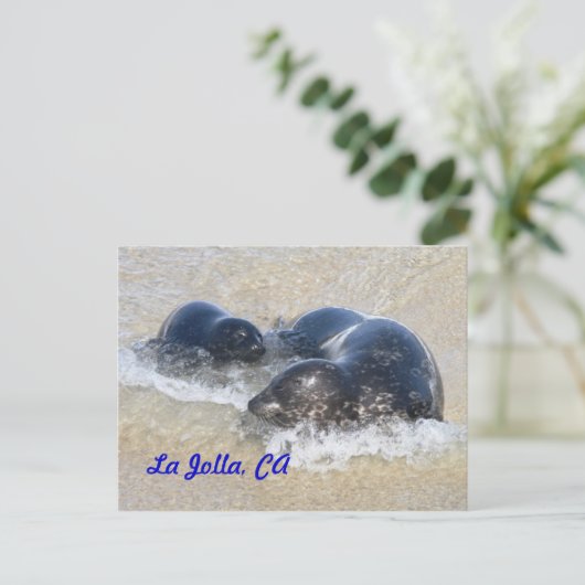 Baby zegels in La Jolla Briefkaart (Staand voorkant)