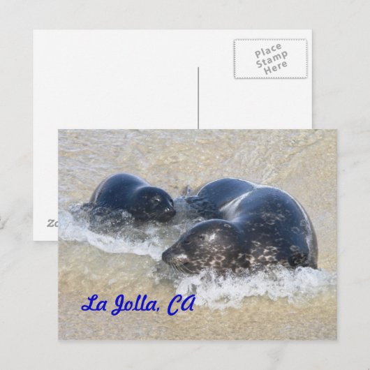 Baby zegels in La Jolla Briefkaart (Voorkant / Achterkant)