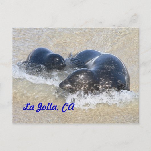 Baby zegels in La Jolla Briefkaart (Voorkant)
