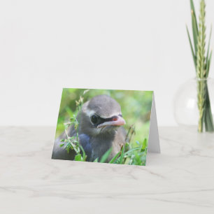 Baby Zijdezwaluw Vogel Dierenfotografie Notitiekaartje