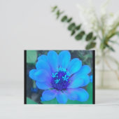 Baby Zinnia in blauw briefkaart (Staand voorkant)