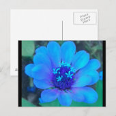 Baby Zinnia in blauw briefkaart (Voorkant / Achterkant)