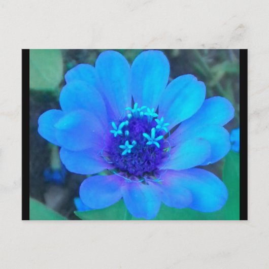 Baby Zinnia in blauw briefkaart (Voorkant)