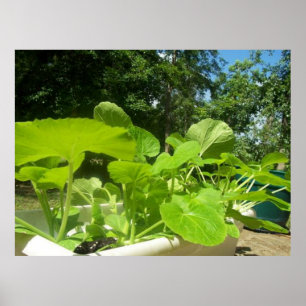 Baby zucchini-planten in de voortuin poster