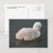 Baby zwaan uit voor een draaiend Briefkaart (Voorkant / Achterkant)