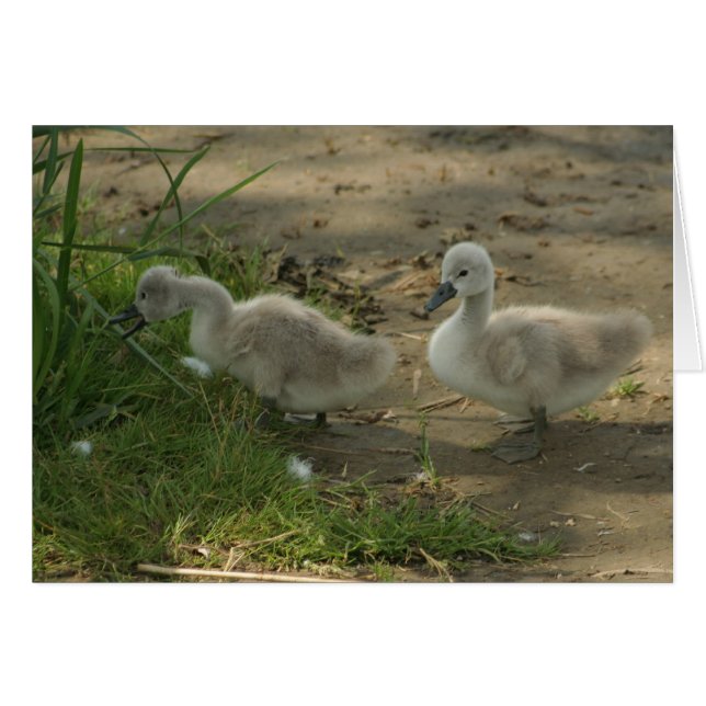 baby zwanen (Voorkant Horizontaal)
