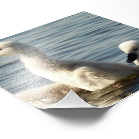 baby zwanen foto afdruk (Hoek)