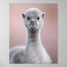 Baby Zwanenportret – Mooie Dieren Muur Kunst voor