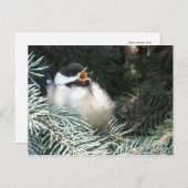 Baby zwarte cichorei - briefkaart (Voorkant / Achterkant)