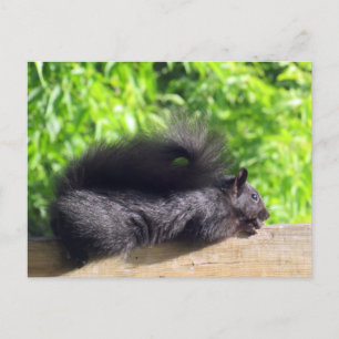 Baby zwarte eekhoorn die zonnebadt op balkonreling briefkaart