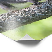 Baby Zwarte eekhoorn Foto Afdruk (Hoek)