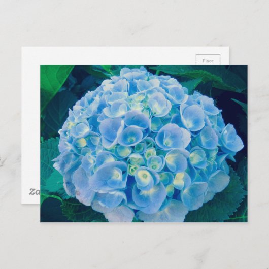 Babyblauwe hydrangea bloom briefkaart (Voorkant / Achterkant)