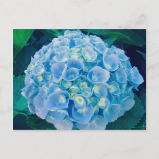 Babyblauwe hydrangea bloom briefkaart