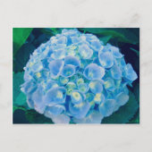 Babyblauwe hydrangea bloom briefkaart (Voorkant)