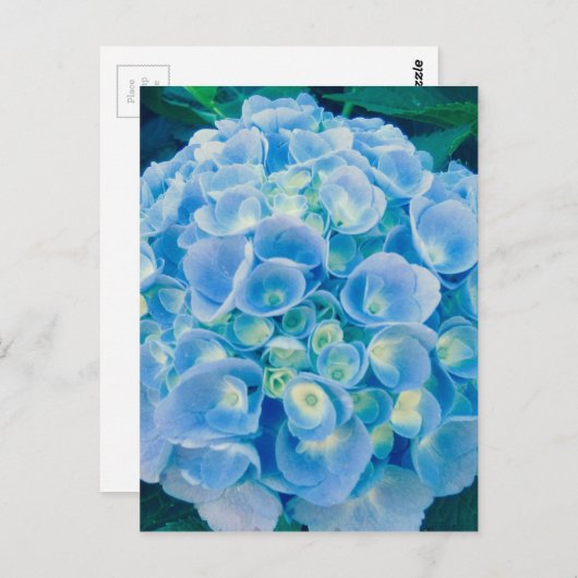 Babyblauwe hydrangea bloom briefkaart (Voorkant / Achterkant)