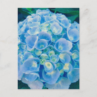Babyblauwe hydrangea bloom briefkaart