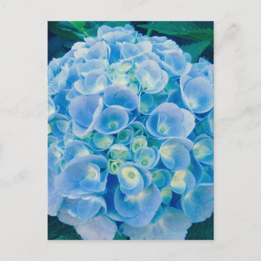 Babyblauwe hydrangea bloom briefkaart (Voorkant)