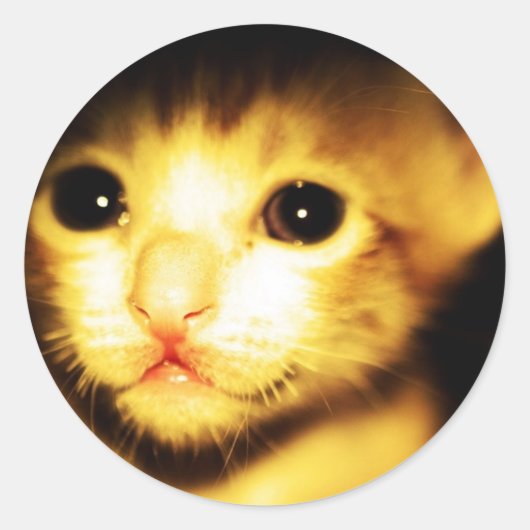 Babycat Ronde Sticker (Voorkant)