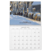 Babydoll Southdown Schaap 2024 NABSSAR Kalender (Jan 2027)