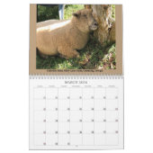 Babydoll Southdown Schaap 2024 NABSSAR Kalender (Mar 2026)