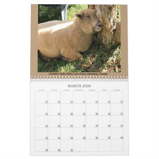 Babydoll Southdown Schaap 2024 NABSSAR Kalender (Mar 2026)