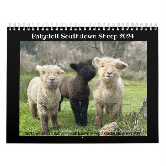 Babydoll Southdown Schaap 2024 NABSSAR Kalender (Hoes)