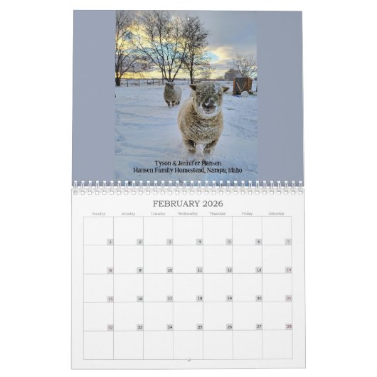 Babydoll Southdown Schaap 2024 NABSSAR Kalender (Feb 2026)